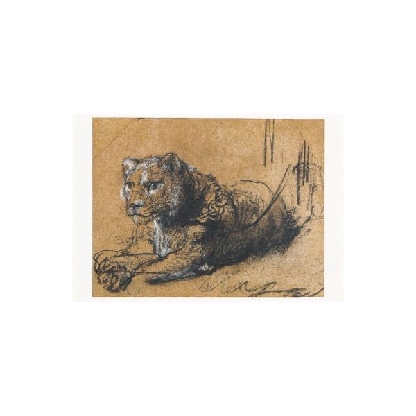 Postcard Young Lion Resting